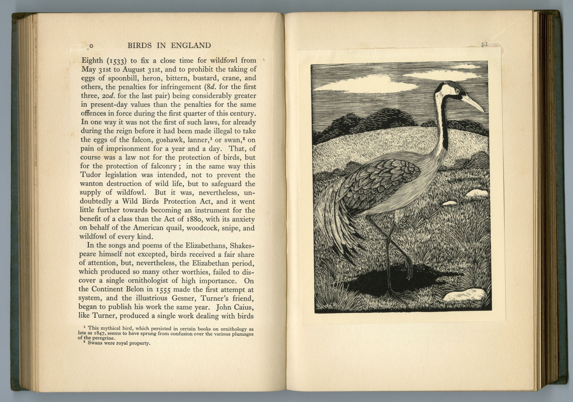 『BIRDS IN ENGLAND』（1926年、CHAPMAN AND HALL）のページから03
